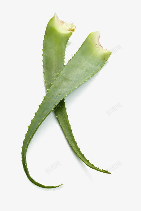 芦荟png免抠素材_新图网 https://ixintu.com 护肤 植物护肤 祛痘 祛痘广告 美容 芦荟