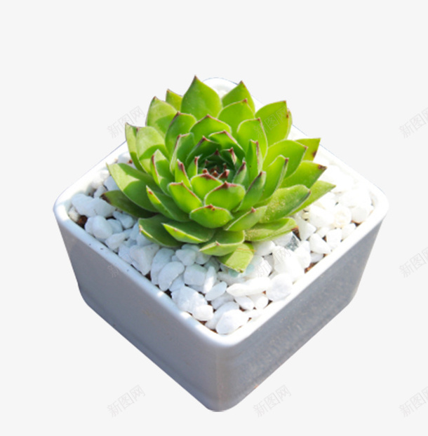 观音莲多肉植物观音莲盆栽png免抠素材_新图网 https://ixintu.com 可爱 多肉植物 盆栽 精品 绿植 观音莲 观音莲盆栽