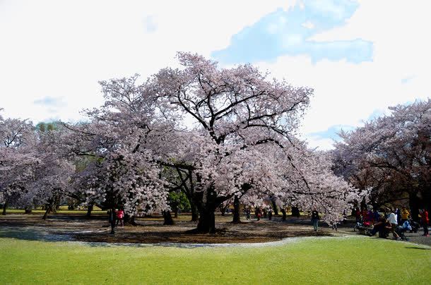 东京樱花png免抠素材_新图网 https://ixintu.com 世界风景 东京 云 名胜古迹 地方景点 实物图 摄影图 旅游 旅游图片 日本旅游 樱花 草地 风景名胜 高清图片