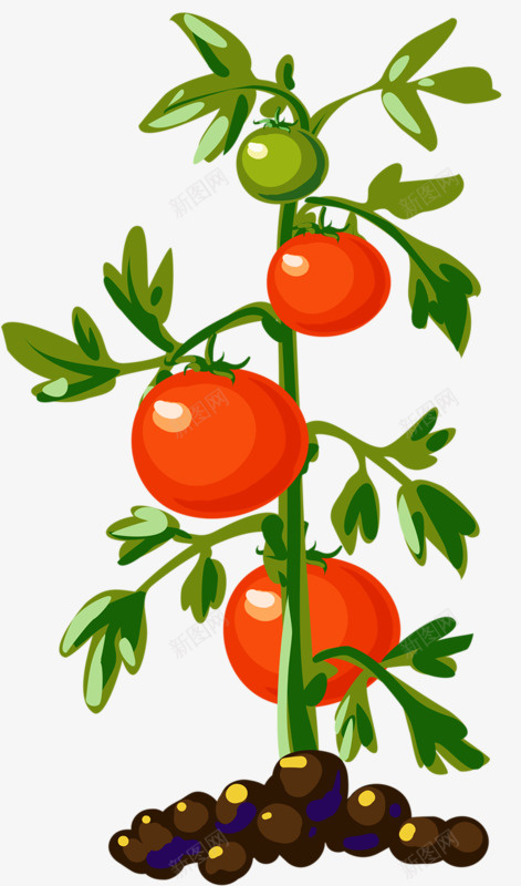 生长的西红柿png免抠素材_新图网 https://ixintu.com 植物 番茄 绿色 食品