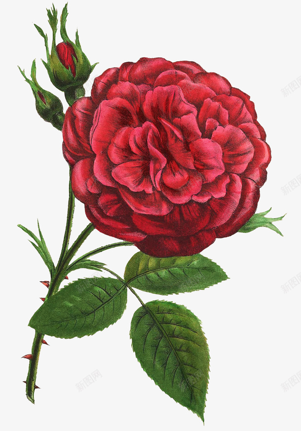手绘红色月季花图谱png免抠素材_新图网 https://ixintu.com 四季花 手绘植物花卉 手绘红色月季花 月季花 月月红 月月花 植物图谱 胜春 长春花