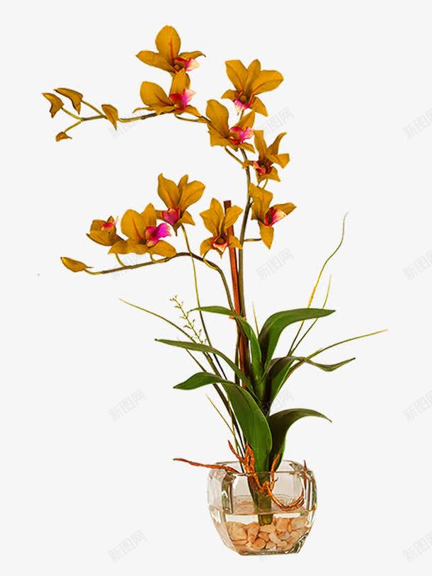 小黄花png免抠素材_新图网 https://ixintu.com 植物 盆栽植物 黄花