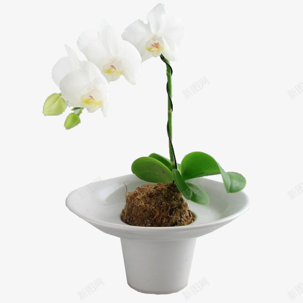 环试著青苔球蝴蝶兰白瓶架盆栽png免抠素材_新图网 https://ixintu.com 兰花盆栽 白瓶 白色花卉 白色蝴蝶兰 白蝴蝶兰 绿植 苔藓球 装饰