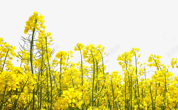 春季黄色小清新油菜花psd免抠素材_新图网 https://ixintu.com 小清新 春季 春季黄色小清新油菜花 油菜花 油菜花开 黄色