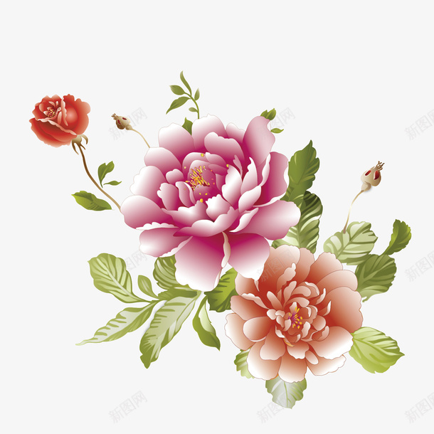菊花朵朵开png免抠素材_新图网 https://ixintu.com 百花争艳 花朵 菊花 鲜花烂漫 鲜花盛开