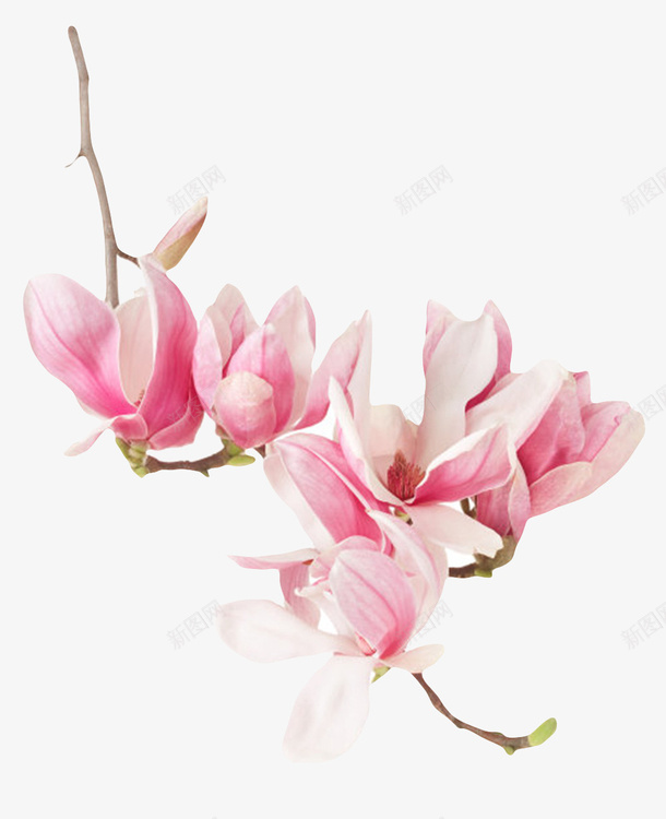 红色香味里面白色的玉兰花瓣实物png免抠素材_新图网 https://ixintu.com 一堆 喜光 植物界 玉兰花瓣 盛开 耐寒 芳香油 茂盛 药用价值 观赏植物