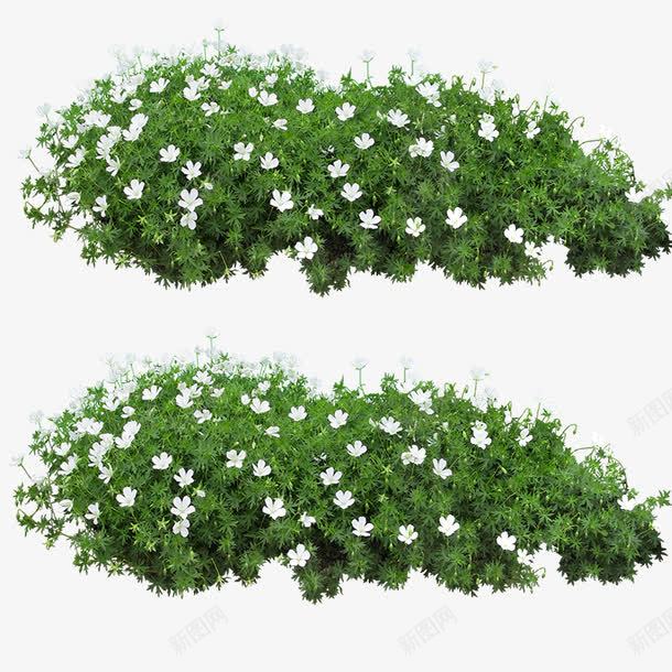 白色花朵草丛png免抠素材_新图网 https://ixintu.com 白色花朵 绿色草丛 装饰素材