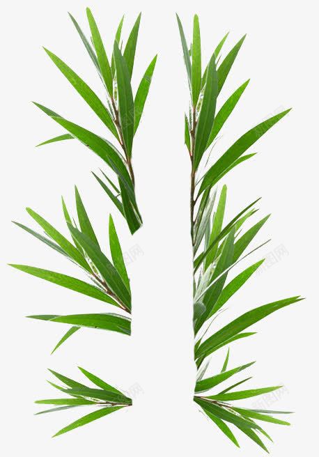 互生白叶千层叶澳洲茶树png免抠素材_新图网 https://ixintu.com 互生 千层 澳洲 白叶 茶树