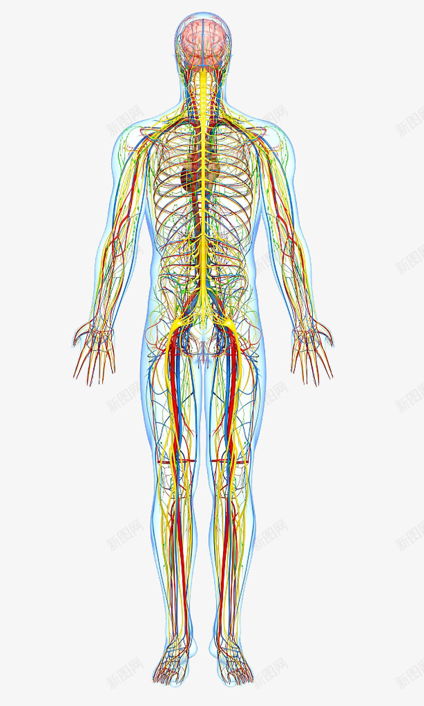 人体动静脉血管png免抠素材_新图网 https://ixintu.com 人体五大系统矢量 人体工作 人体经脉 人体结构 人形轮廓 动物血管 叶脉 心血管系统 生物医学插图 脉管束