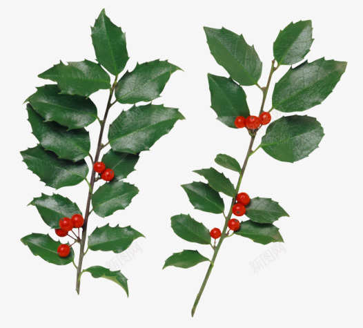 带红果子的植物png免抠素材_新图网 https://ixintu.com 带果子的绿色植物 植物 红果子 绿植 绿植物