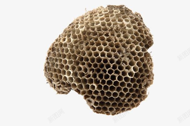实物蚂蜂窝干燥的png免抠素材_新图网 https://ixintu.com 干燥的 灰色的蜂窝 蚂蜂 蚂蜂窝 蜂巢 蜂房 蜂窝 蜜蜂窝