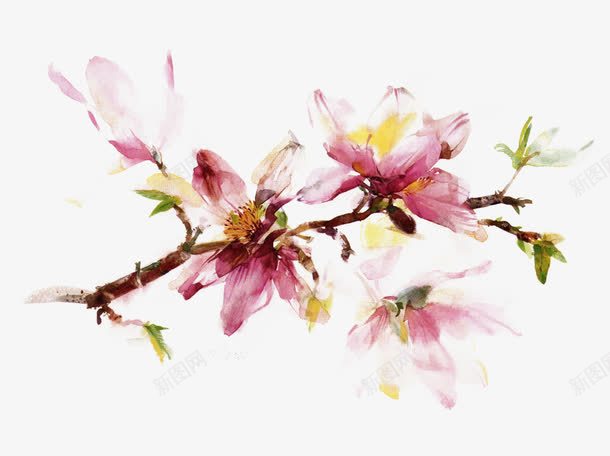 木兰花开等君来png免抠素材_新图网 https://ixintu.com 妞嶇墿 姘村僵 椴滆姳 绮夎壊鑺 缁垮彾 鎵嬬粯 鏈叞 鑺卞崏 鑺辨湹