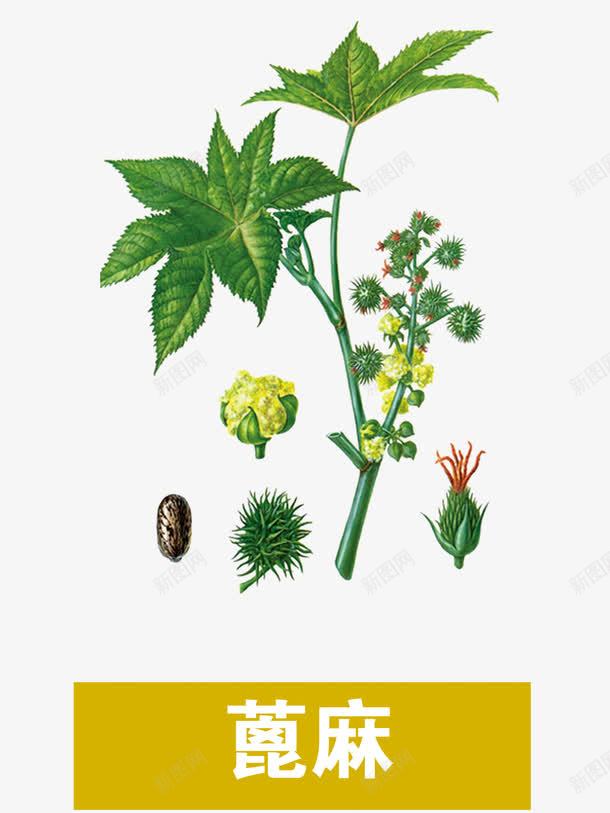 蓖麻png免抠素材_新图网 https://ixintu.com 中药 医疗保健 草本 草药 药膳