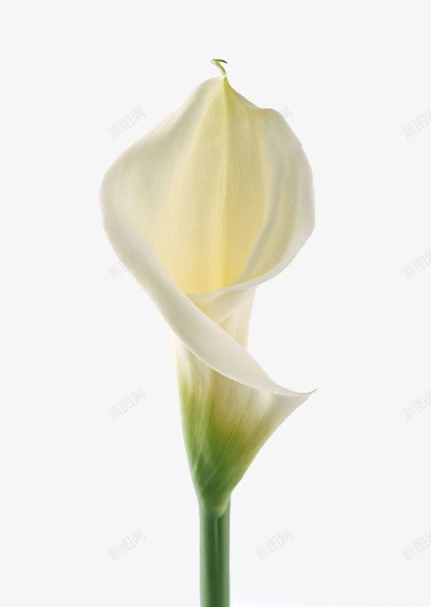 马蹄莲png免抠素材_新图网 https://ixintu.com 盛开的马蹄莲 绽放的花 花叶 马蹄莲