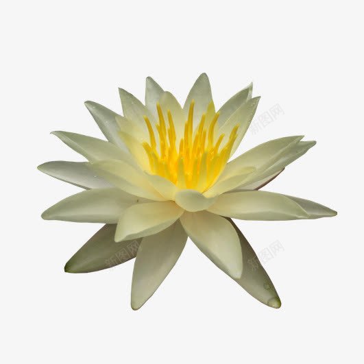 白色莲花微光闪烁png免抠素材_新图网 https://ixintu.com 唯美 淡雅 花卉 莲花