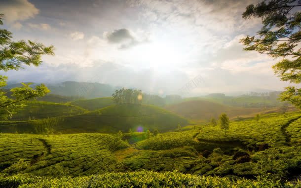 蓝天阳光茶叶树林jpg设计背景_新图网 https://ixintu.com 树林 茶叶 蓝天 阳光 阳光照片