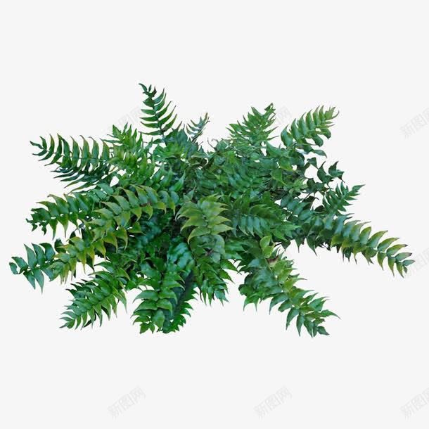 景观前景树png免抠素材_新图网 https://ixintu.com 前景树 景观 景观前景树 树木