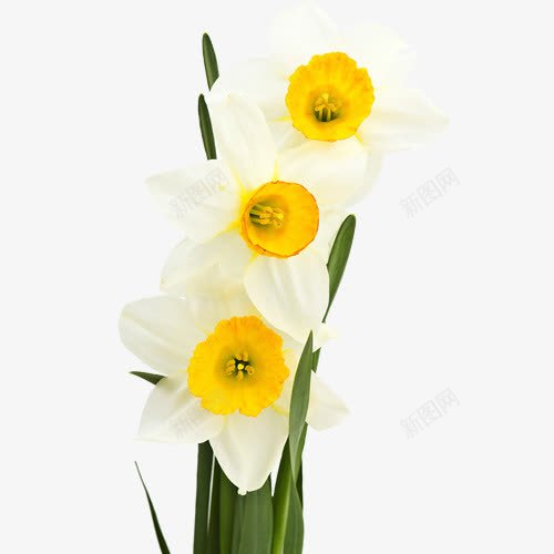 白色水仙花png免抠素材_新图网 https://ixintu.com 水仙花 白色 绿叶 黄水仙