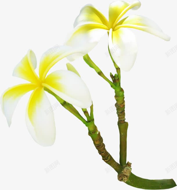 一支白色栀子花png免抠素材_新图网 https://ixintu.com png图片 一支 栀子花 洁白 白色 香味