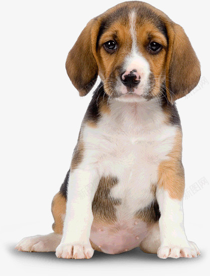 动物忧郁眼神小狗png免抠素材_新图网 https://ixintu.com DOG 动物 可爱 大狗 小狗 狗