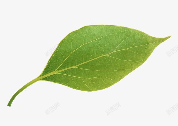 苹果叶 苹果叶png免抠素材_新图网 https://ixintu.com 好笔 换票 绿色 苹果叶 记本