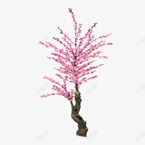 可爱手绘樱花树png免抠素材_新图网 https://ixintu.com 写实手绘樱花树 手绘樱花树 水彩 简约手绘樱花树 粉色手绘樱花树 精致手绘樱花树