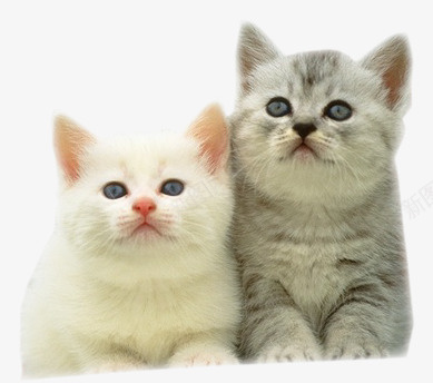 猫咪png免抠素材_新图网 https://ixintu.com 小猫 猫 猫咪实景照片