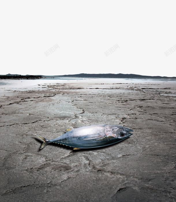 干死的鱼png免抠素材_新图网 https://ixintu.com 干枯 干涸 环境恶劣 缺水 资源流失