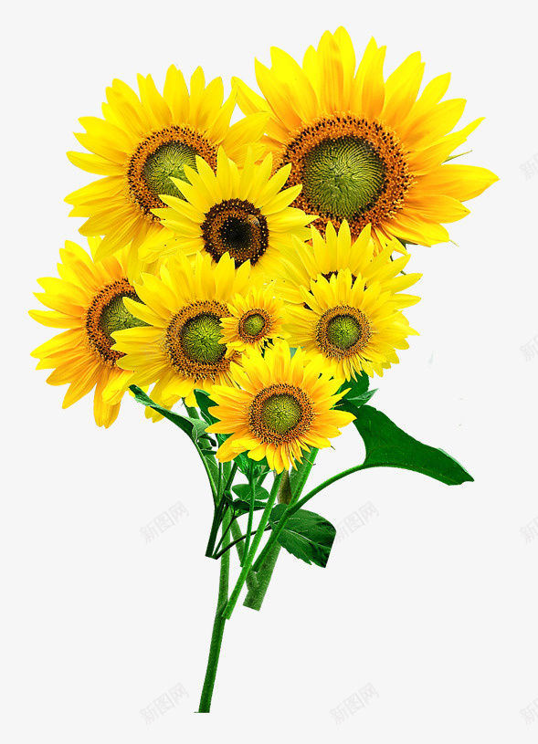 黄色小菊花野菊花png免抠素材_新图网 https://ixintu.com 免抠PNG 卡通手绘 夏季相关 菊花 野菊花 黄菊花