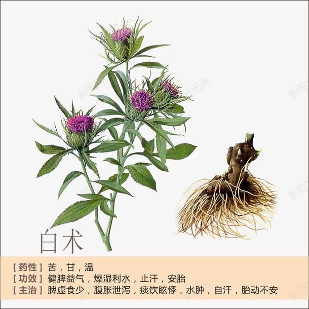 白术简介png免抠素材_新图网 https://ixintu.com 中草药 中药 中药绘画 白术 草药 草药功能介绍