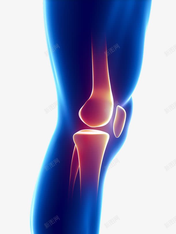 人物膝关节png免抠素材_新图网 https://ixintu.com 人物模型 关节 关节膝盖疼痛 疼痛 膝盖