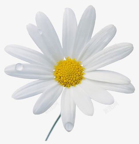 菊花png免抠素材_新图网 https://ixintu.com 小花 白色的 花瓣 菊花图案