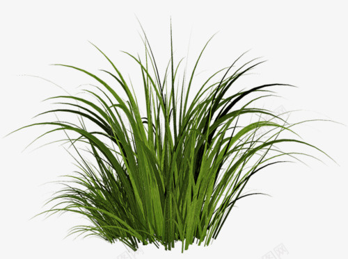 一颗绿色的小草png免抠素材_新图网 https://ixintu.com 乡间小草 小草 杂草 绿草 草地 鲜嫩的小草