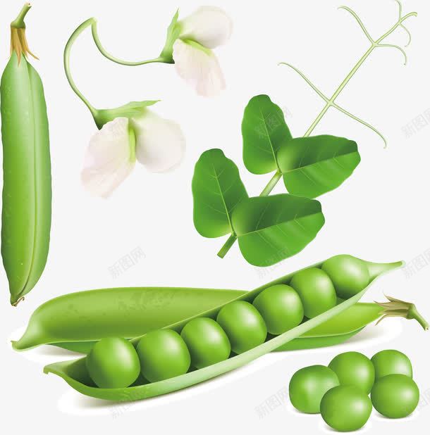 翠绿新鲜豌豆png免抠素材_新图网 https://ixintu.com 新鲜 果蔬 瓜果 绿色豆苗 豌豆 豌豆花 豌豆苗