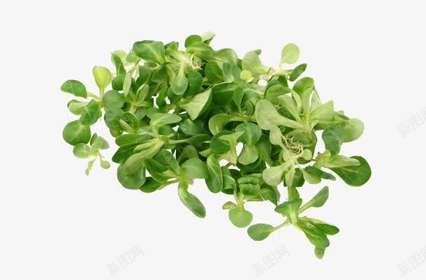 野菜png免抠素材_新图网 https://ixintu.com 叶片 绿叶 菜叶