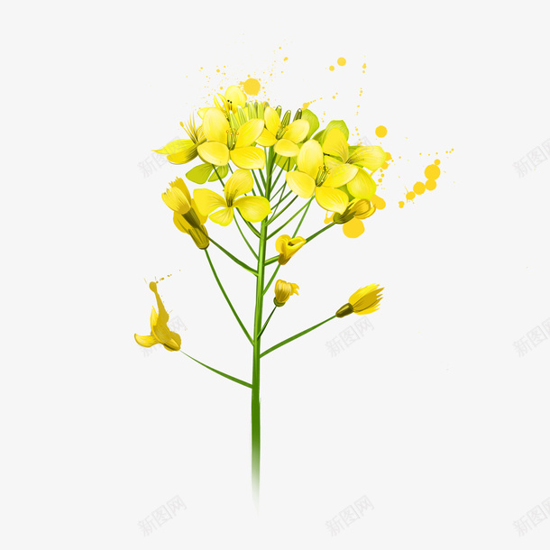 油菜花瓣png免抠素材_新图网 https://ixintu.com 免抠PNG 卡通 手绘 油菜花 油菜花瓣 花瓣 黄色小花