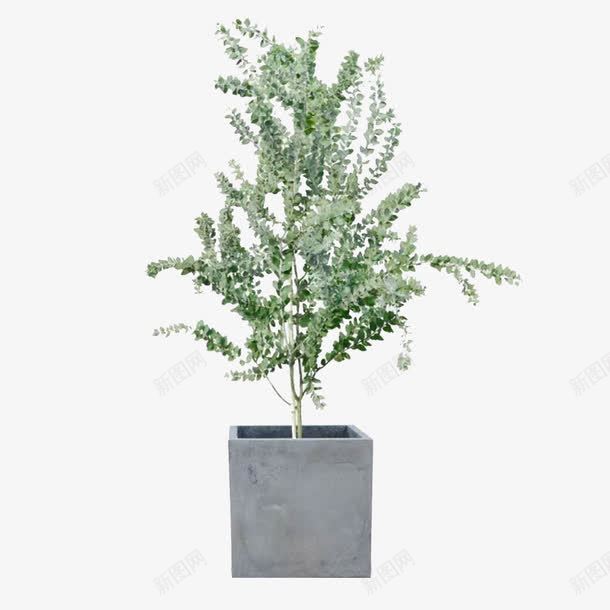 室内室外植物png免抠素材_新图网 https://ixintu.com 室内 室外 植物 观赏