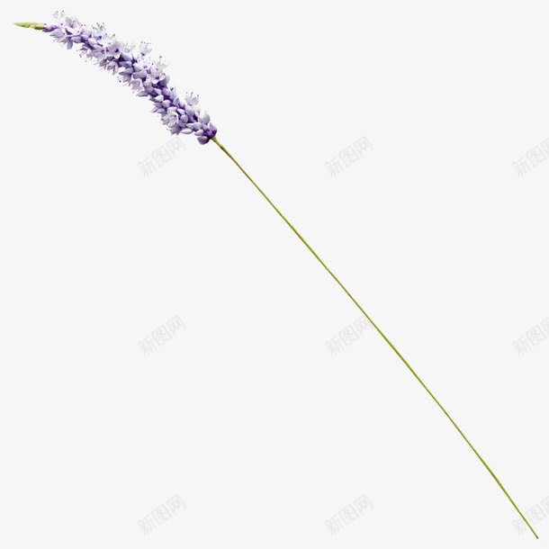 产品实物单支薰衣草png免抠素材_新图网 https://ixintu.com 产品 单支 实物 薰衣草 香味