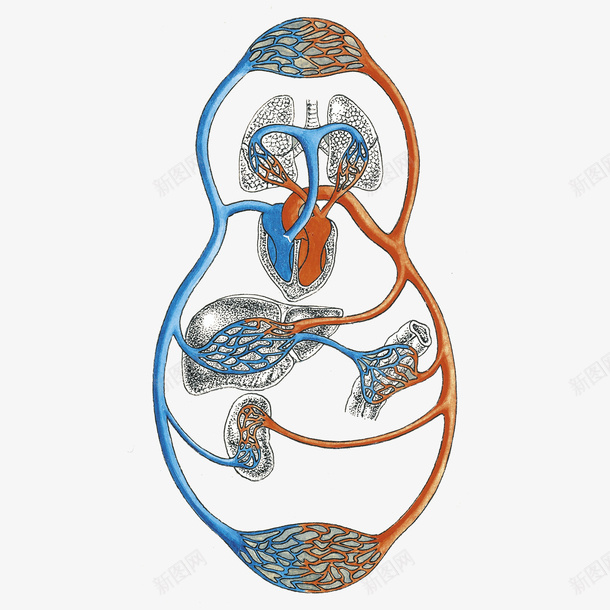 循环系统卡通插画png免抠素材_新图网 https://ixintu.com 动脉 医疗 循环系统卡通插画 生物医学 脉络 血管 身体