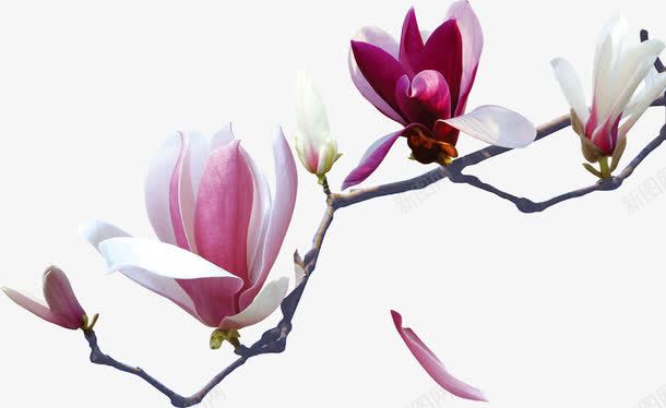 粉色玉兰花png免抠素材_新图网 https://ixintu.com 产品实物 玉兰 玉兰花 粉色 粉色玉兰花
