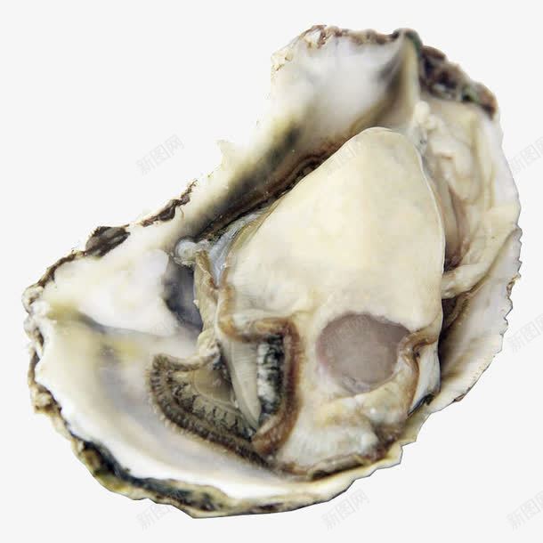 生蚝肉海蛎子肉png免抠素材_新图网 https://ixintu.com 海产 牡蛎生蚝肉 现剥海蛎子 食品