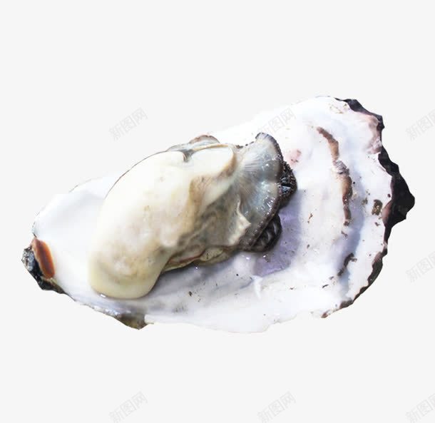 冰岛鲜活海蛎png免抠素材_新图网 https://ixintu.com 冰岛鲜活海蛎 带壳牡蛎海蛎 法国进口海蛎 海产品 海蛎 进口水产 野生海蛎 鲜活海蛎
