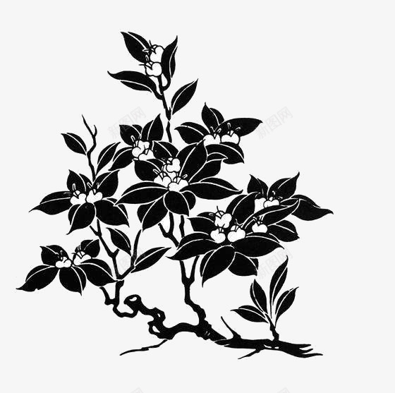 一枝桂花png免抠素材_新图网 https://ixintu.com 桂树 花朵 黑白