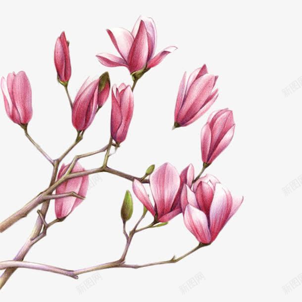 紫玉兰花朵彩绘png免抠素材_新图网 https://ixintu.com 木兰 玉兰 紫色 花卉 花朵