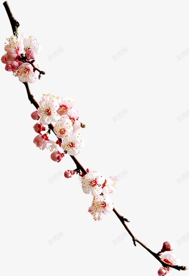 白色梅花花枝盛开中秋png免抠素材_新图网 https://ixintu.com 中秋 梅花 白色 盛开 花枝