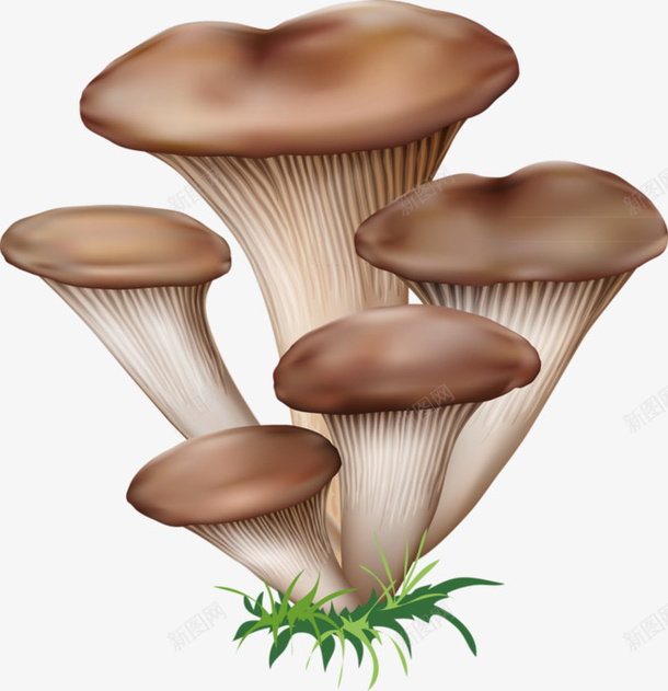 健康绿色食物平菇png免抠素材_新图网 https://ixintu.com 健康 平菇 绿色 食物