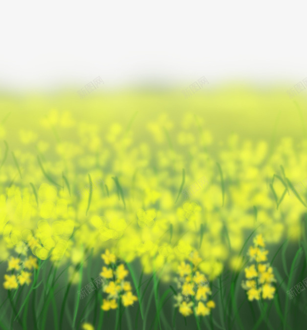 春意盎然油菜花风景插图png免抠素材_新图网 https://ixintu.com 原野插图 春意盎然 油菜花 田野 花卉 风景插图
