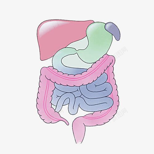 人体内脏png免抠素材_新图网 https://ixintu.com 人体内脏器官 保持健康 健康 内脏图 卡通 卡通肠道 手绘 检查 肠道 胃 脾