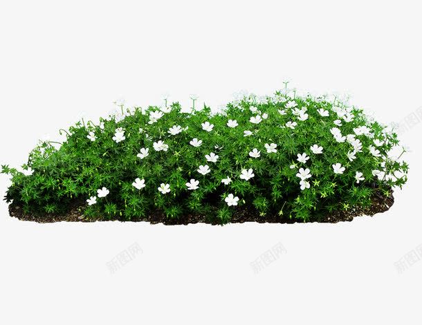 白花psd免抠素材_新图网 https://ixintu.com 白色小花 绿叶 草坪 草埔