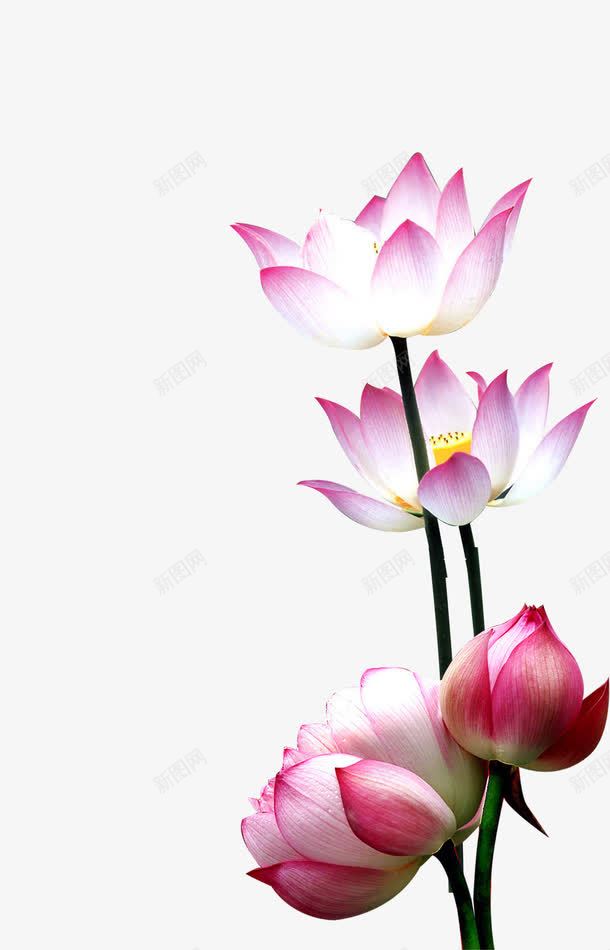 荷花莲花元素png免抠素材_新图网 https://ixintu.com 唯美 夜色 大气 星空 荷花